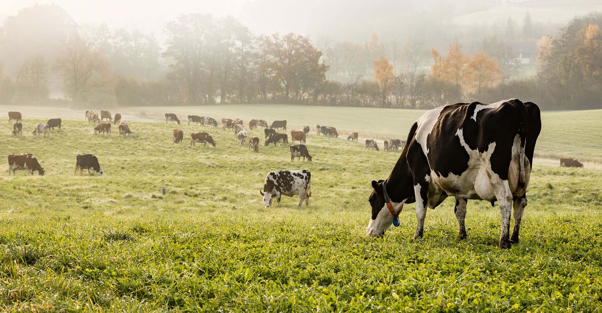 Contact KrishnaNova Export